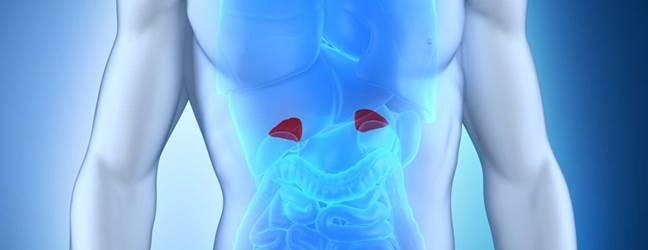 adrenal glands hero.jpg