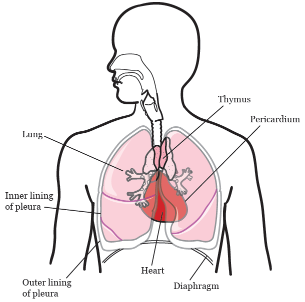 https://www.mskcc.org/sites/default/files/patient_ed/about_your_thoracic_surgery-20163/thoracic_surgery-fig_1-en.png