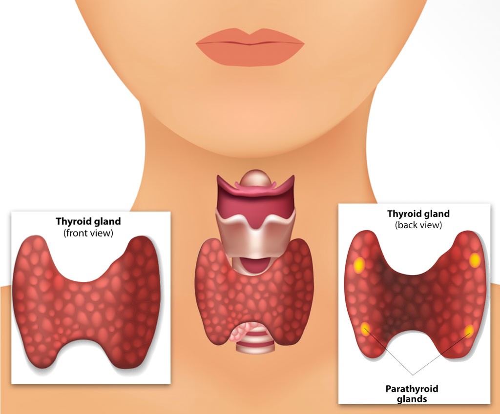 Parathyroid-glands-behind-the-thyroid-glands-1024x849.jpg