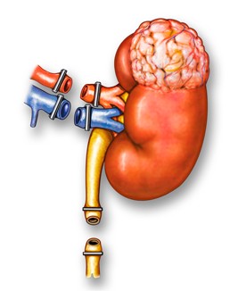 https://fairbanksurology.com/wp-content/uploads/2021/10/nephrectomy.jpg