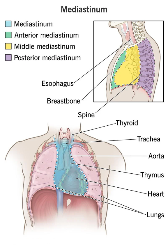 سوالات متداول در مورد مدیاستن (Mediastinum)