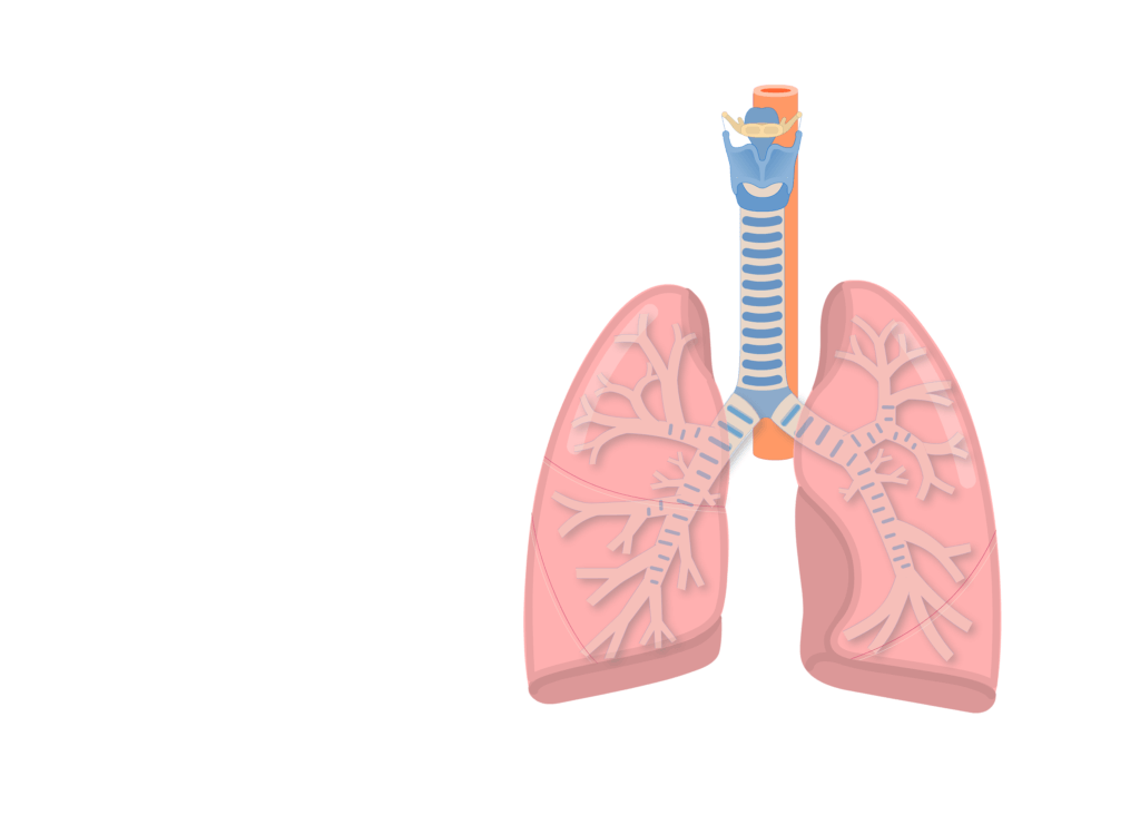 تراشه و بیماری های آن (Tracheal Diseases)