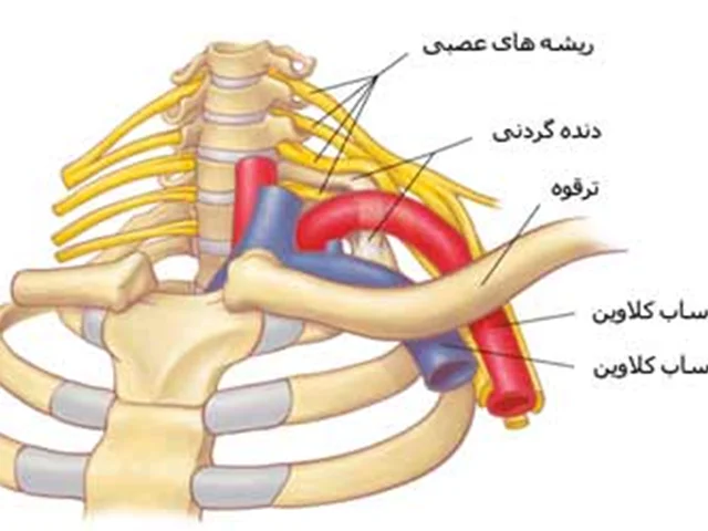 دنده گردنی چیست و چه اهمیتی دارد ؟؟؟